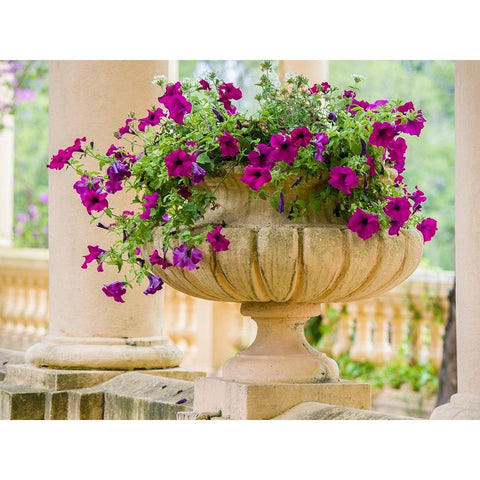 Portugal-Aveiro-Parque Dom Pedro Infante in Aveiro-Stone balustrade with pergola and columns Black Modern Wood Framed Art Print by Eggers, Julie