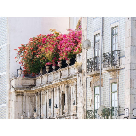 Portugal-Lisbon-Colorful Bougainvillea trailing over balcony of white building Black Modern Wood Framed Art Print with Double Matting by Eggers, Julie