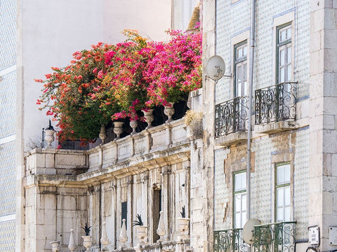 Portugal-Lisbon-Colorful Bougainvillea trailing over balcony of white building White Modern Wood Framed Art Print with Double Matting by Eggers, Julie
