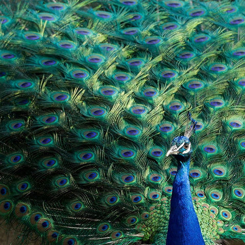 Lisbon- Portugal. Castelo Sao Jorge. Peacocks reside on the castle grounds Black Ornate Wood Framed Art Print with Double Matting by McRoberts, Julien