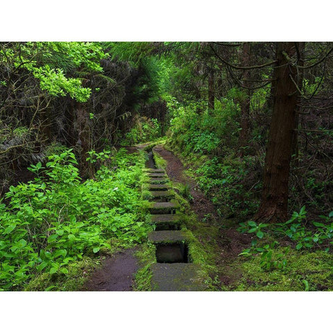 Levada-traditional irrigation channel near Cabeco Gordo in dense forest  Gold Ornate Wood Framed Art Print with Double Matting by Zwick, Martin