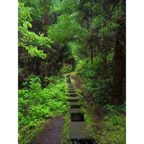 Levada-traditional irrigation channel near Cabeco Gordo in dense forest  Black Modern Wood Framed Art Print by Zwick, Martin