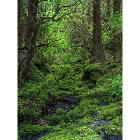 Forest near Cabeco Grodo Faial Island-an island in the Azores in the Atlantic Ocean  Black Modern Wood Framed Art Print by Zwick, Martin