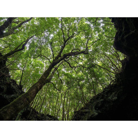 Lava tube Gruta das Torres-collapsed ceiling Pico Island Black Modern Wood Framed Art Print with Double Matting by Zwick, Martin