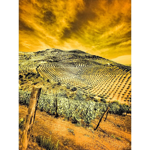 Portugal-Douro Valley-Vineyards and Olive Groves Black Modern Wood Framed Art Print by Eggers, Terry