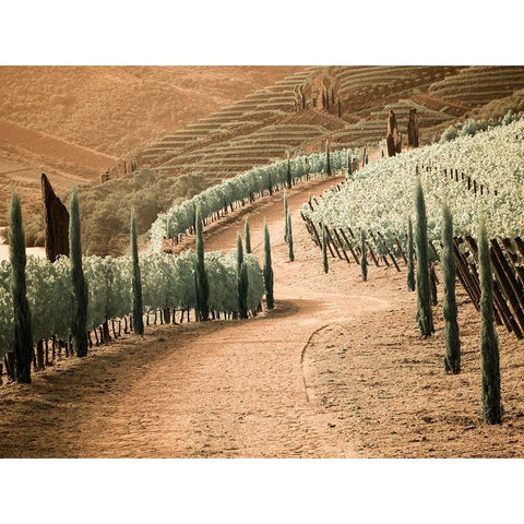 Portugal-Douro Valley-Backcountry road through the vineyards Black Modern Wood Framed Art Print by Eggers, Terry