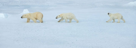 Russia-High Arctic-Franz Josef Land Polar bear female with two cubs on sea ice Black Ornate Wood Framed Art Print with Double Matting by Hopkins, Cindy Miller