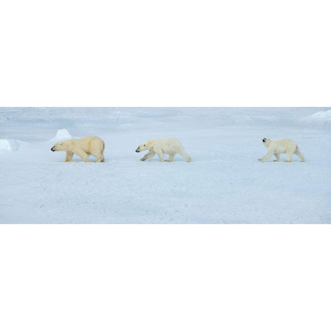 Russia-High Arctic-Franz Josef Land Polar bear female with two cubs on sea ice Black Modern Wood Framed Art Print by Hopkins, Cindy Miller