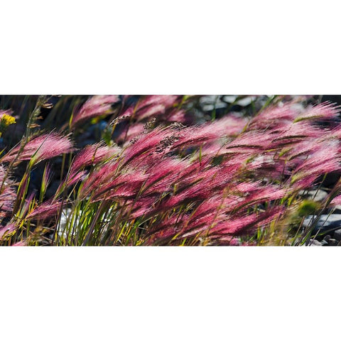 Wild barley-Hardeuom-Anadyr-Chukotka Autonomous Okrug-Russia Gold Ornate Wood Framed Art Print with Double Matting by Su, Keren