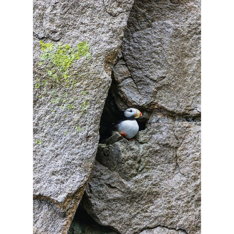 Horned Puffin-Fratercula comiculata-Cape Archen-Bering Sea-Russian Far East White Modern Wood Framed Art Print by Su, Keren