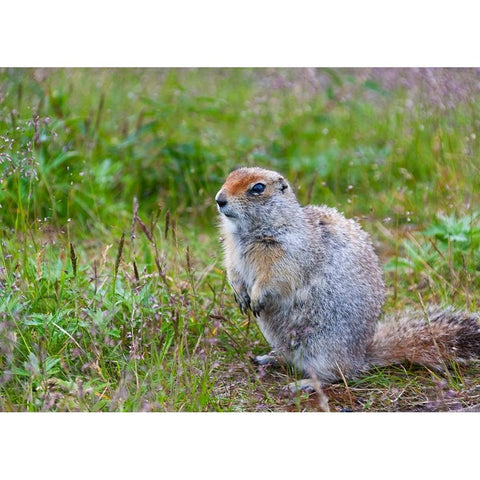 Ground squirrel-Chukchi Peninsula-Russian Far East Gold Ornate Wood Framed Art Print with Double Matting by Su, Keren
