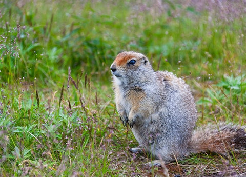 Ground squirrel-Chukchi Peninsula-Russian Far East White Modern Wood Framed Art Print with Double Matting by Su, Keren