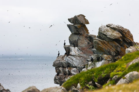 Cormorants and seagulls on rock pile-Kolyuchin Island-once an important Russian Polar Research Stat Black Ornate Wood Framed Art Print with Double Matting by Su, Keren