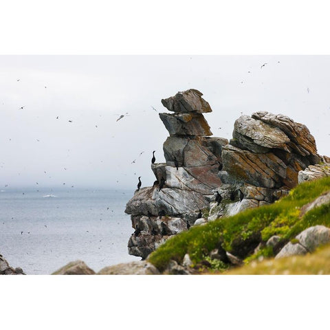 Cormorants and seagulls on rock pile-Kolyuchin Island-once an important Russian Polar Research Stat Black Modern Wood Framed Art Print by Su, Keren