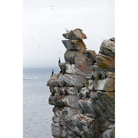 Cormorants and seagulls on rock pile-Kolyuchin Island-once an important Russian Polar Research Stat Black Modern Wood Framed Art Print by Su, Keren