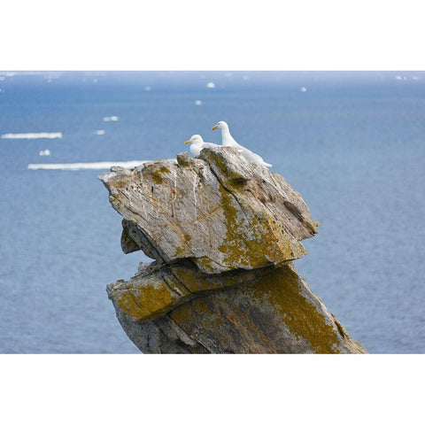 Seagulls on rock pile-Kolyuchin Island-once an important Russian Polar Research Station-Bering Sea- Black Modern Wood Framed Art Print with Double Matting by Su, Keren