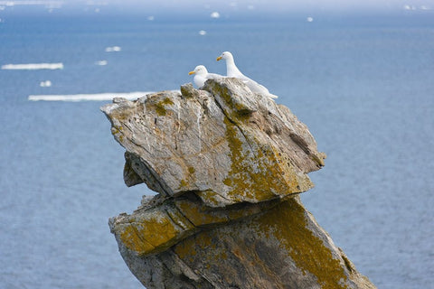 Seagulls on rock pile-Kolyuchin Island-once an important Russian Polar Research Station-Bering Sea- Black Ornate Wood Framed Art Print with Double Matting by Su, Keren