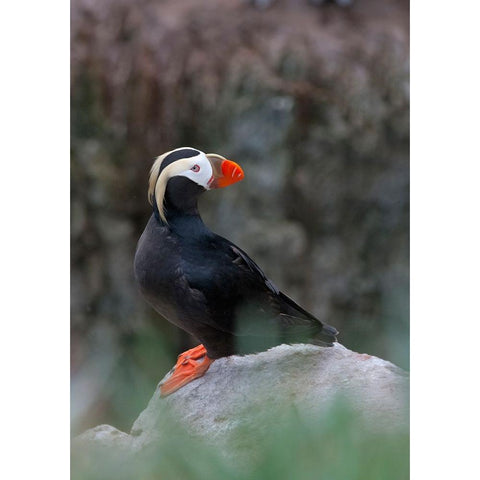 Tufted Puffin-Fratercula cirrhata-on Kolyuchin Island-once an important Russian Polar Research Stat Black Modern Wood Framed Art Print by Su, Keren