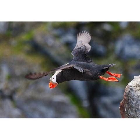 Tufted Puffin-Fratercula cirrhata-on Kolyuchin Island-once an important Russian Polar Research Stat Black Modern Wood Framed Art Print with Double Matting by Su, Keren
