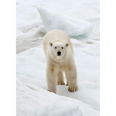 Polar Bear on ice-Bering Sea-Russia Far East Black Modern Wood Framed Art Print by Su, Keren