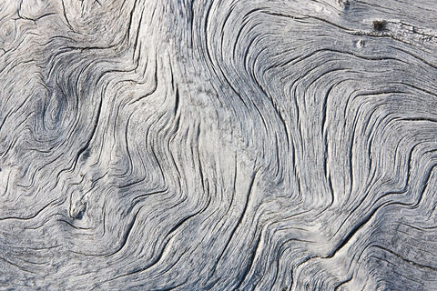 Drift wood pattern-Cape Onman-Chukchi Sea-Russia Far East White Modern Wood Framed Art Print with Double Matting by Su, Keren