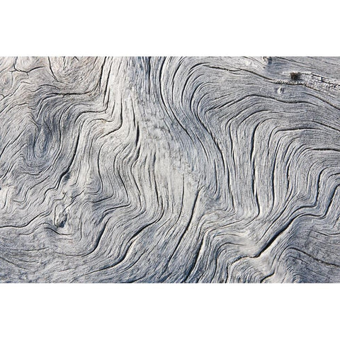 Drift wood pattern-Cape Onman-Chukchi Sea-Russia Far East Black Modern Wood Framed Art Print by Su, Keren