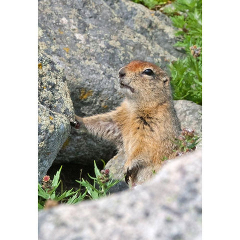 Ground squirrel-Cape Dezhnev-most eastern corner of Eurasia-Russian Far East White Modern Wood Framed Art Print by Su, Keren