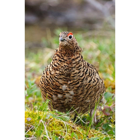 Willow grouse-willow Ptarmigan-Yttygran Island-Bering Sea-Russia Far East Gold Ornate Wood Framed Art Print with Double Matting by Su, Keren