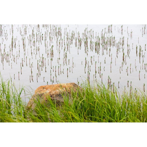 Plant and rock in the glacier river-Yttygran Island-Bering Sea-Russia Far East Black Modern Wood Framed Art Print with Double Matting by Su, Keren