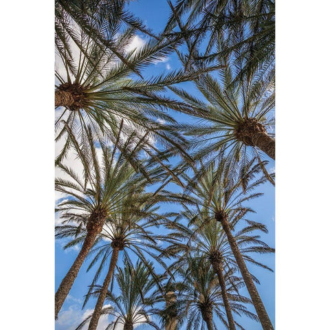Spain-Canary Islands-Gran Canaria Island-Maspalomas-palm tree canopy Black Modern Wood Framed Art Print with Double Matting by Bibikow, Walter