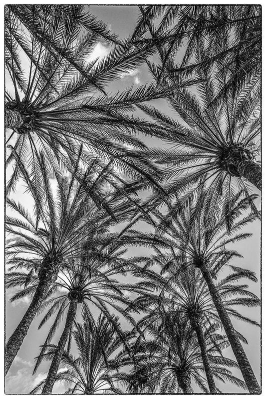 Image Only