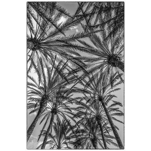 Spain-Canary Islands-Gran Canaria Island-Maspalomas-palm tree canopy Gold Ornate Wood Framed Art Print with Double Matting by Bibikow, Walter