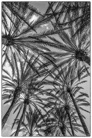 Spain-Canary Islands-Gran Canaria Island-Maspalomas-palm tree canopy White Modern Wood Framed Art Print with Double Matting by Bibikow, Walter