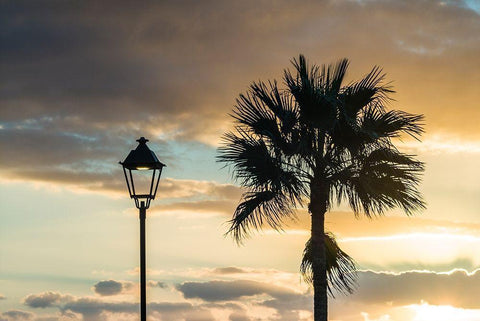 Canary Islands-Fuerteventura Island-Morro Jable-Playa del Matorral beach-palm tree White Modern Wood Framed Art Print with Double Matting by Bibikow, Walter