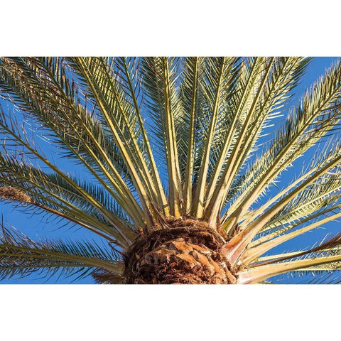 Canary Islands-Fuerteventura Island-Morro Jable-Playa del Matorral beach-palm tree Gold Ornate Wood Framed Art Print with Double Matting by Bibikow, Walter