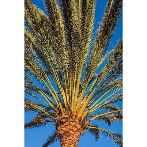 Canary Islands-Fuerteventura Island-Morro Jable-Playa del Matorral beach-palm tree Black Modern Wood Framed Art Print by Bibikow, Walter