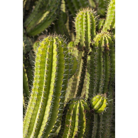 Canary Islands-Fuerteventura Island-Caleta de Fuste-beachfront cactus White Modern Wood Framed Art Print by Bibikow, Walter