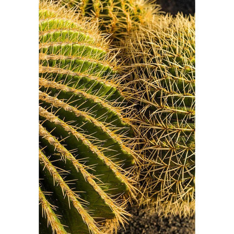 Canary Islands-Fuerteventura Island-Caleta de Fuste-beachfront cactus White Modern Wood Framed Art Print by Bibikow, Walter