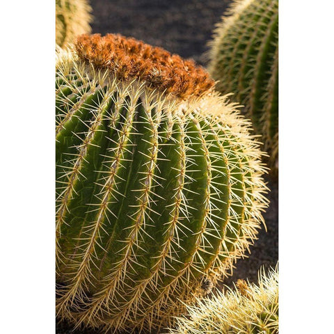 Canary Islands-Fuerteventura Island-Caleta de Fuste-beachfront cactus Gold Ornate Wood Framed Art Print with Double Matting by Bibikow, Walter