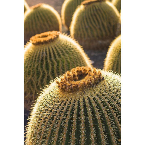 Canary Islands-Fuerteventura Island-Caleta de Fuste-beachfront cactus Gold Ornate Wood Framed Art Print with Double Matting by Bibikow, Walter