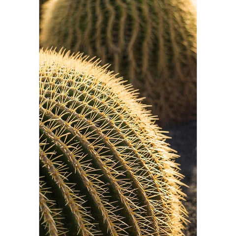 Canary Islands-Fuerteventura Island-Caleta de Fuste-beachfront cactus Gold Ornate Wood Framed Art Print with Double Matting by Bibikow, Walter