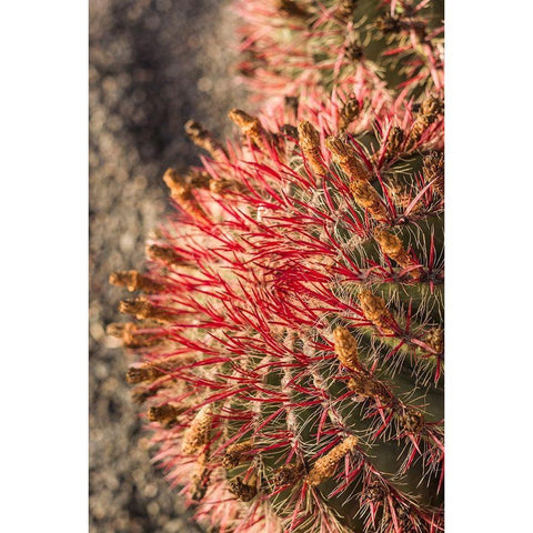 Canary Islands-Fuerteventura Island-Caleta de Fuste-beachfront cactus White Modern Wood Framed Art Print by Bibikow, Walter