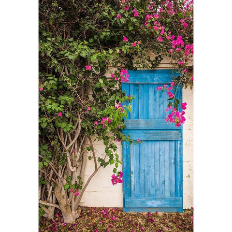 Canary Islands-Fuerteventura Island-La Oliva-blue door of garden shed White Modern Wood Framed Art Print by Bibikow, Walter