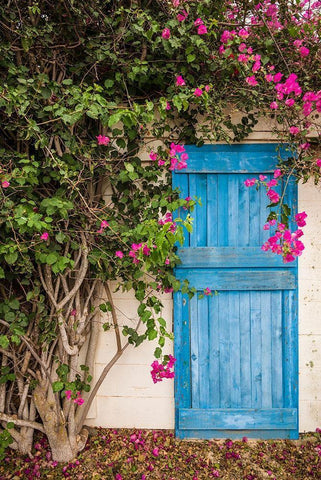 Canary Islands-Fuerteventura Island-La Oliva-blue door of garden shed White Modern Wood Framed Art Print with Double Matting by Bibikow, Walter