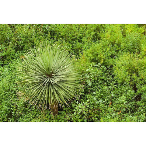 Canary Islands-La Palma Island-Santa Cruz de la Palma-hillside vegetation Gold Ornate Wood Framed Art Print with Double Matting by Bibikow, Walter