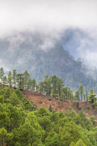 Canary Islands- Black Ornate Wood Framed Art Print with Double Matting by Bibikow, Walter