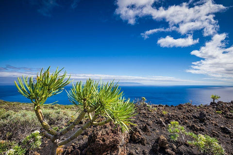 Canary Islands-La Palma Island-Fuencaliente de la Palma-Punta de Fuencaliente-volcanic landscape Black Ornate Wood Framed Art Print with Double Matting by Bibikow, Walter