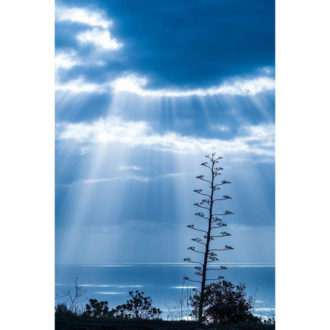 Canary Islands-La Palma Island-Santa Cruz de la Palma-dramatic sky and tree Black Modern Wood Framed Art Print by Bibikow, Walter