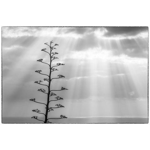 Canary Islands-La Palma Island-Santa Cruz de la Palma-dramatic sky and tree White Modern Wood Framed Art Print by Bibikow, Walter