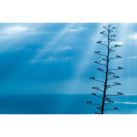 Canary Islands-La Palma Island-Santa Cruz de la Palma-dramatic sky and tree Black Modern Wood Framed Art Print with Double Matting by Bibikow, Walter